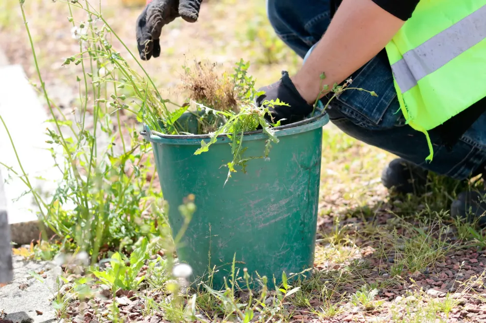 Petit travaux forestier à Rochefort