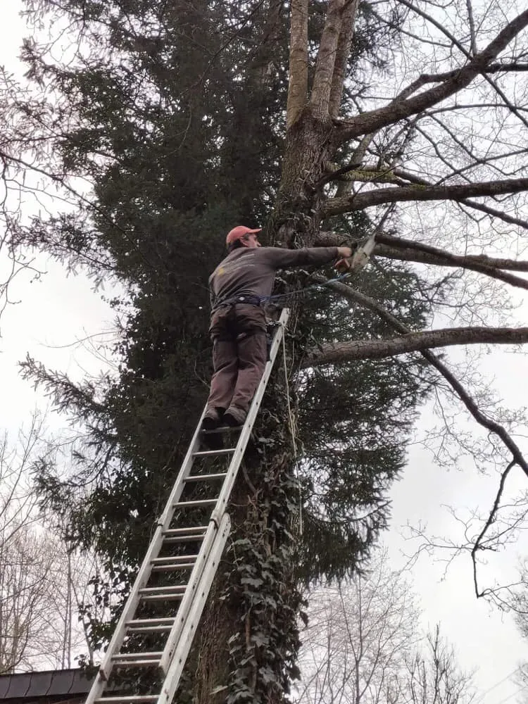 élagage hauteurwebp